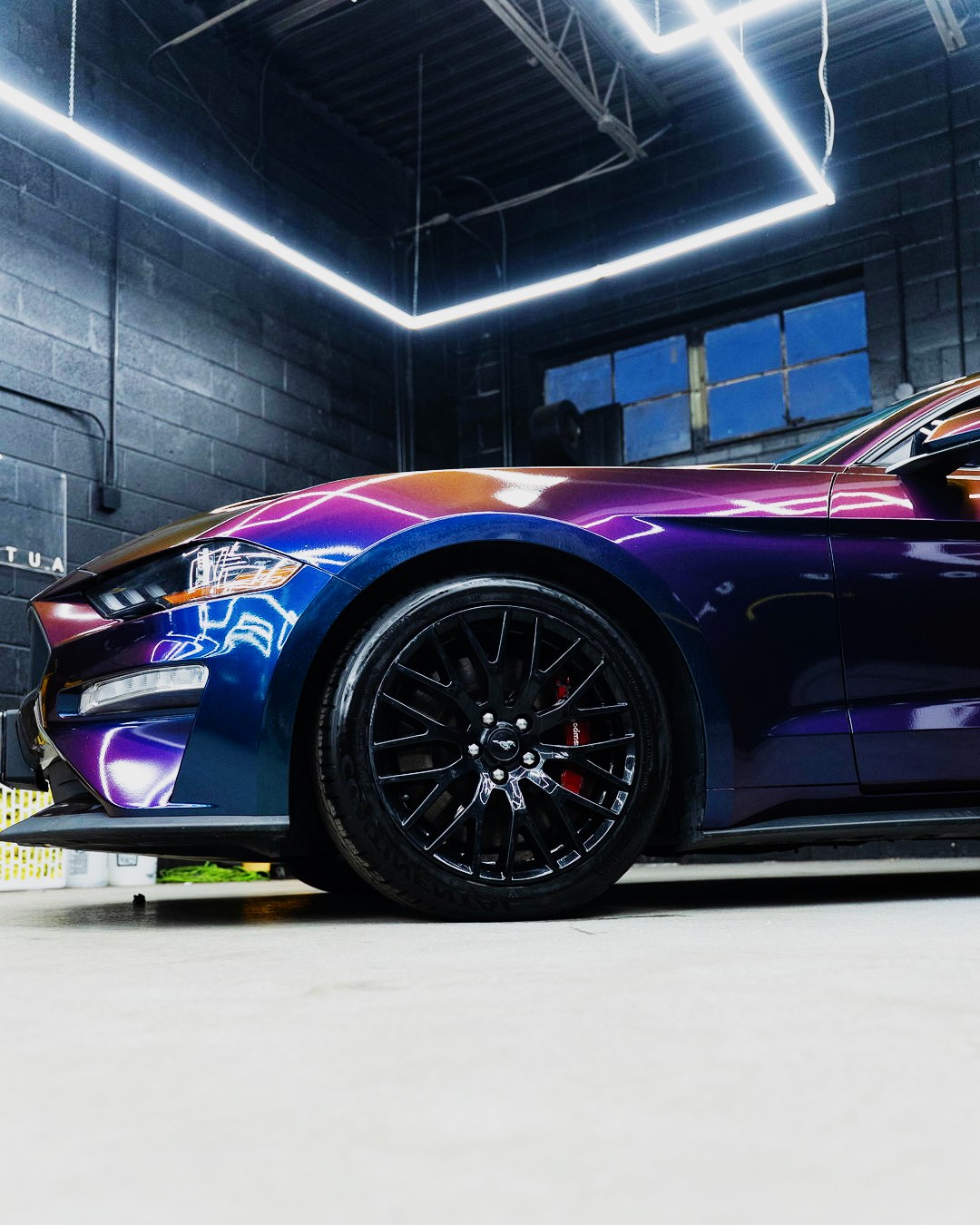 Colour-shift Mustang in the bay